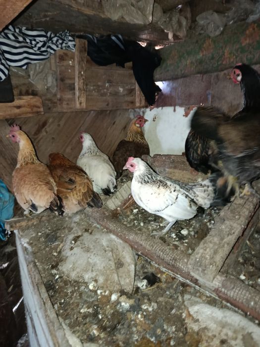 Инкубационное яйцо бентамок