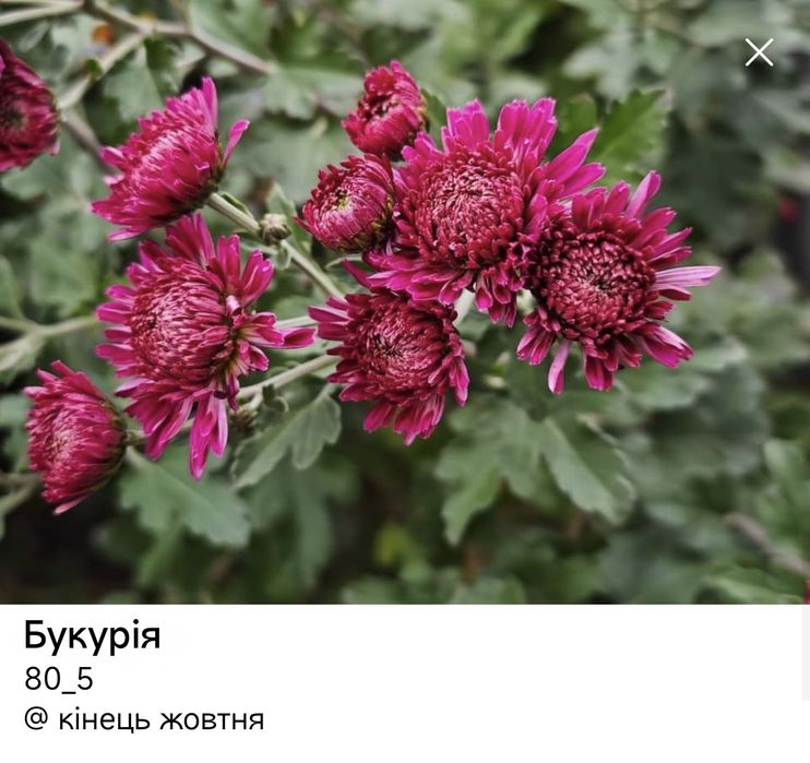 хризантеми корейські