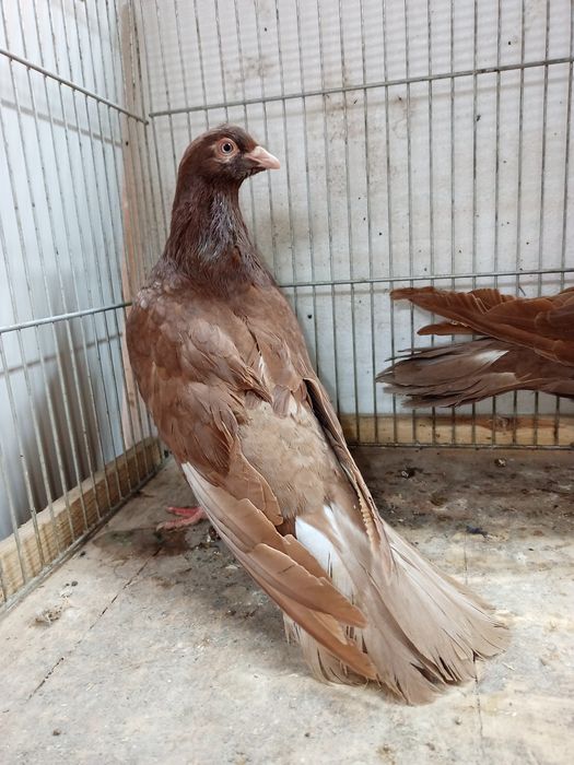 Olbrzym Rzymski para