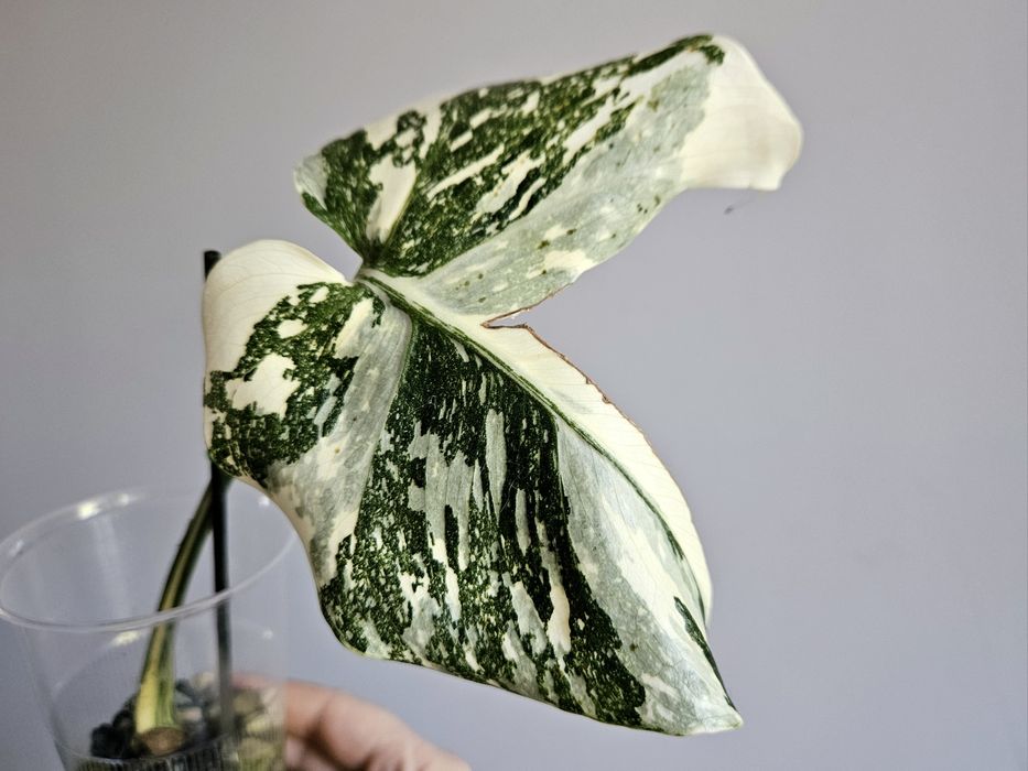Monstera White Snow piękne wybarwienie ukorzeniona pędówka hydroponika