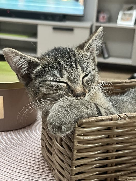 Kotki do adopcji