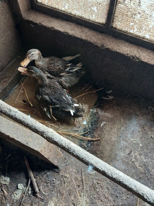Vendo patos de Rouen