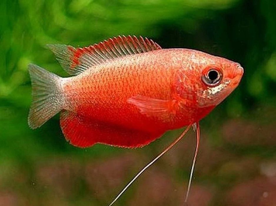 Prętnik wargacz odmiana RUBIN RED - Trichogaster labiosa - dowóz
