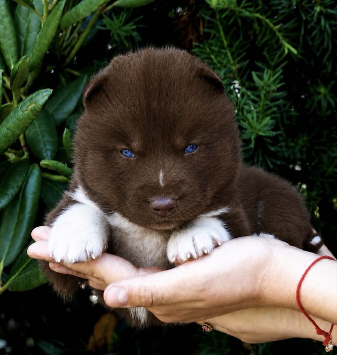 Siberian Husky ZKwP zapowiedz miotu