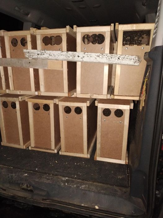 Продаж бджолопакетів карніки