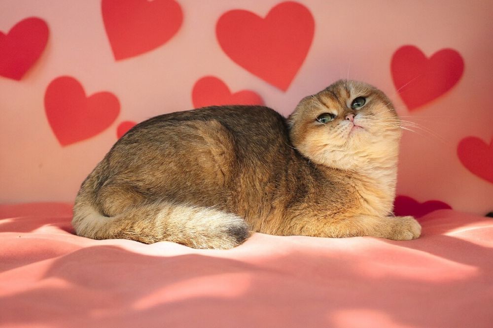 Чудесные высокопородные кошки и коты