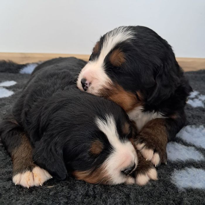 Berneński pies pasterski -rezerwacja