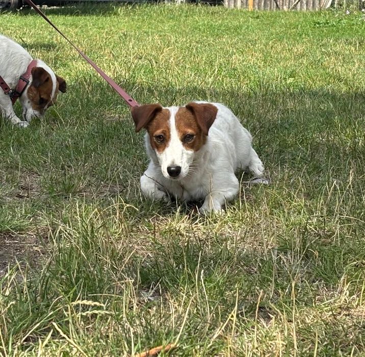 Jack russel terrier - sunia 1 rok