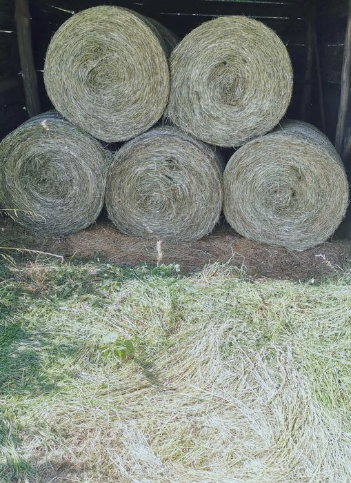 Siano Baloty Mocno Zbite