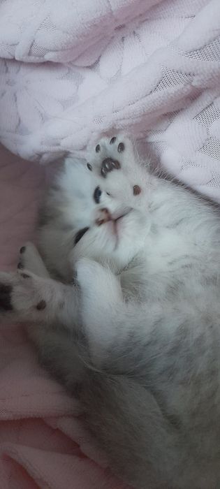 Котята шотландцы скоттиш страйт