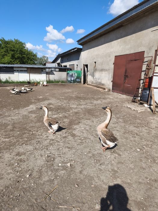 Sprzedam kaczki cena od 20 zł