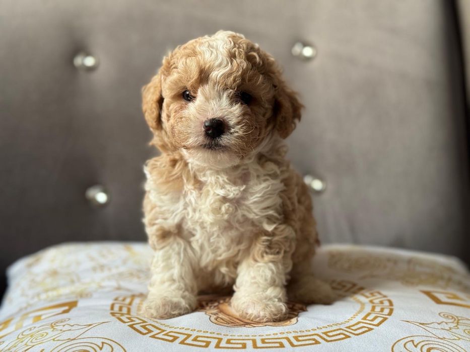 Bichpoo piękny piesek