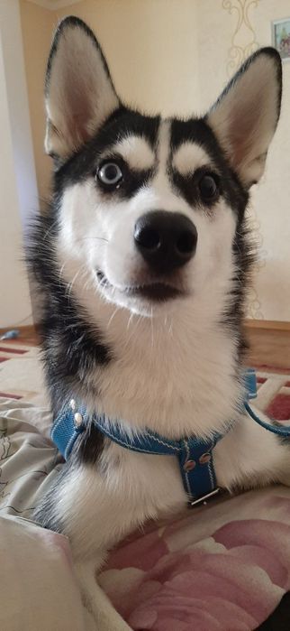 Отдам хаски бесплатно 2 года девочка
