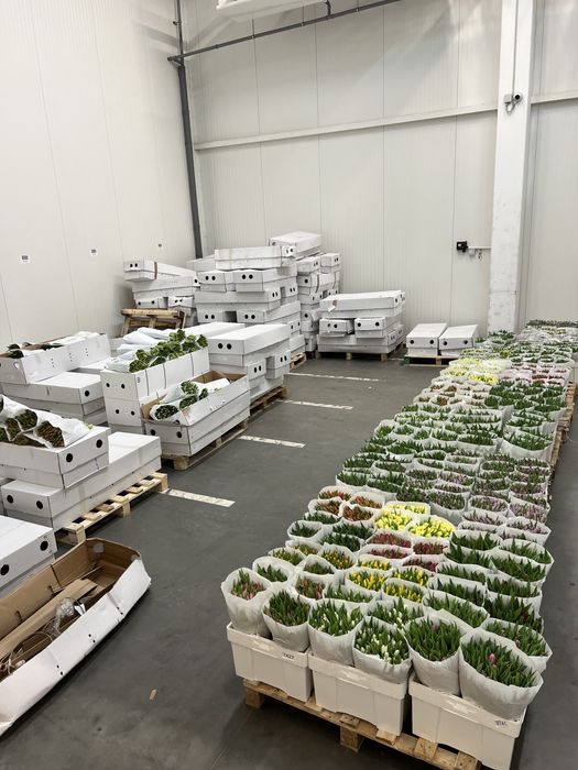 Тюльпан Голландія оптом від 500шт. ГалКвітПром.Тюльпан 8березня.