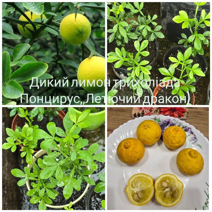 Екзотичні рослини краса,та смакота у Вас вдома.