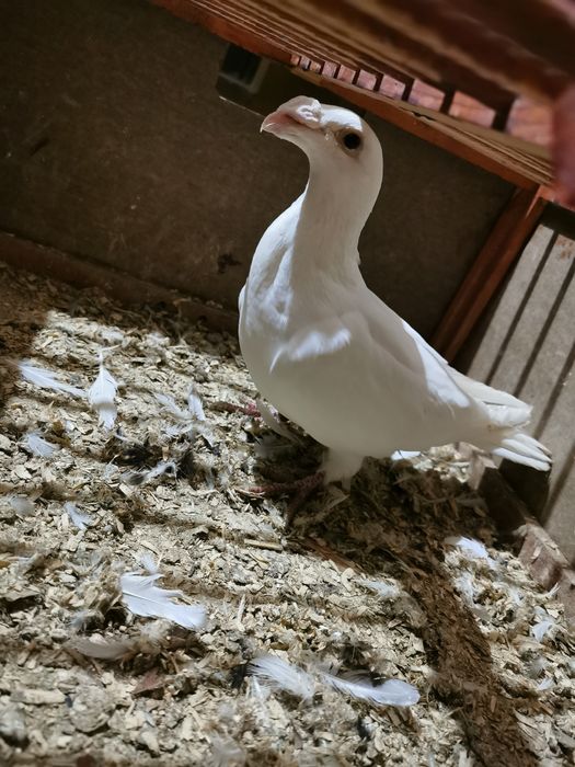 Gołąb biały Rzeszowski staropolski pocztowy