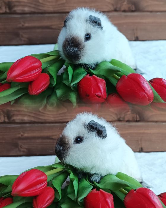 Świnka US Teddy i gładkowłose