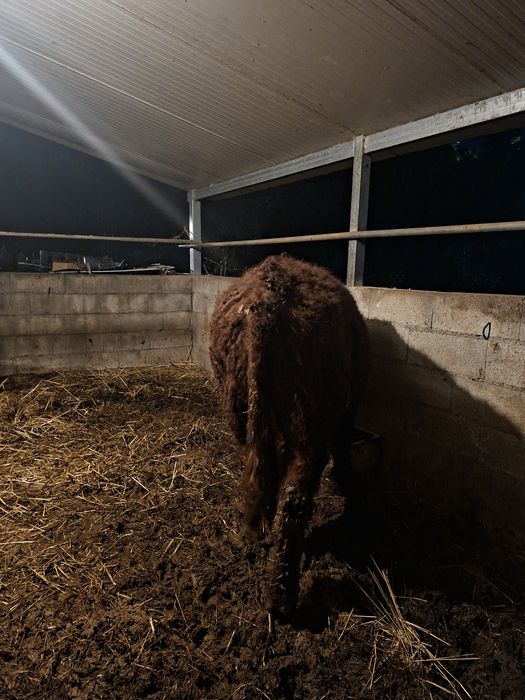 Novilho saler com cerca de um ano