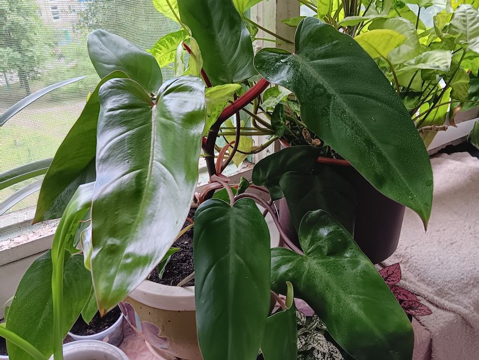 Филодендрон краснеющий Philodendron цветок для новичков растение