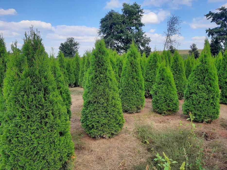Thuja Smaragd 100,120,140,150 cm!Tuja Szmaragd! Dowóz! Tuje! Sadzenie!
