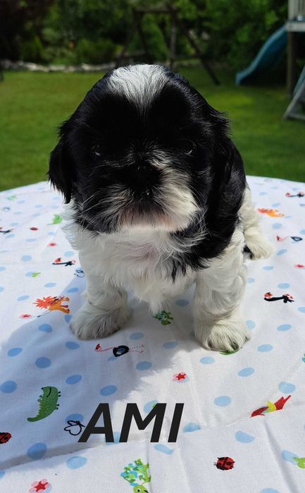 Shih-tzu suczka ZKwP FCI