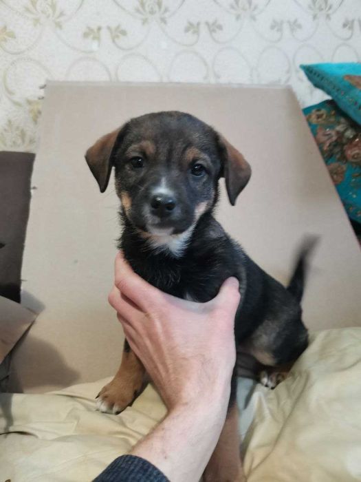 Безпритульні песики в добрі руки