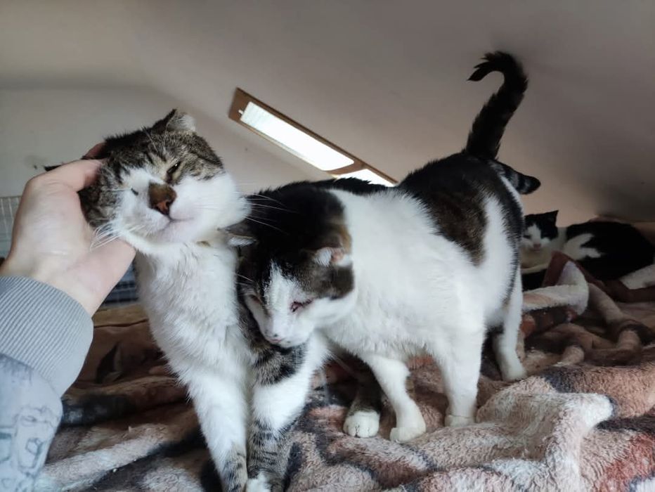 Elton i Rambo dwa słodziaki do adopcji.