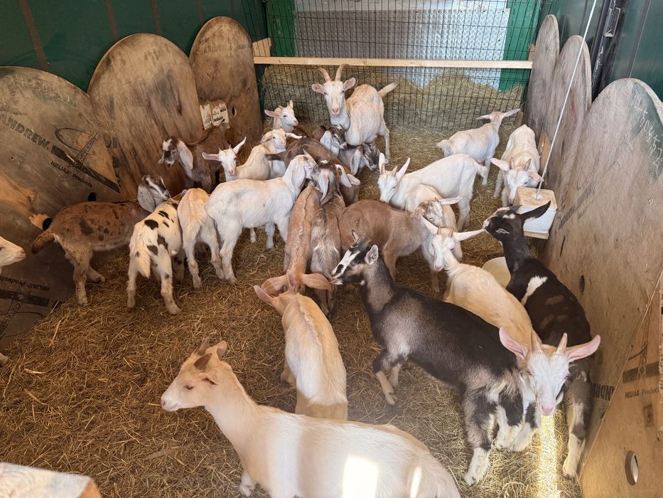 Kozy młode Mleczne