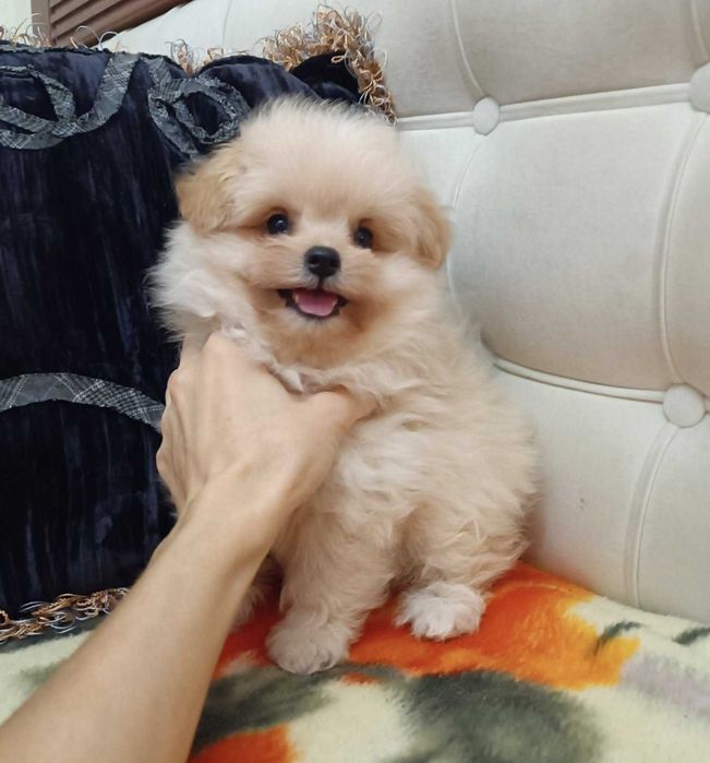 Меховой карапуз PomaPoo неполных 2 мес. Киевлянин, Голосеевский р-н