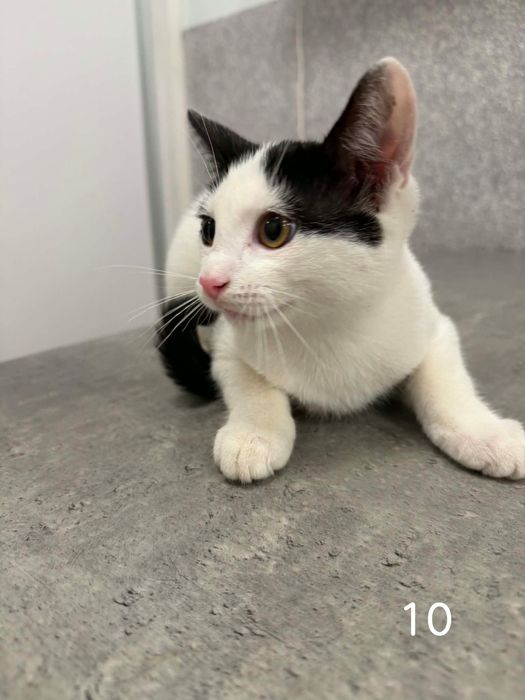 Kocia rodzinka poleca się do adopcji