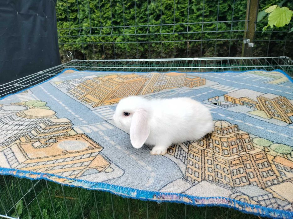 Króliki baranki mini