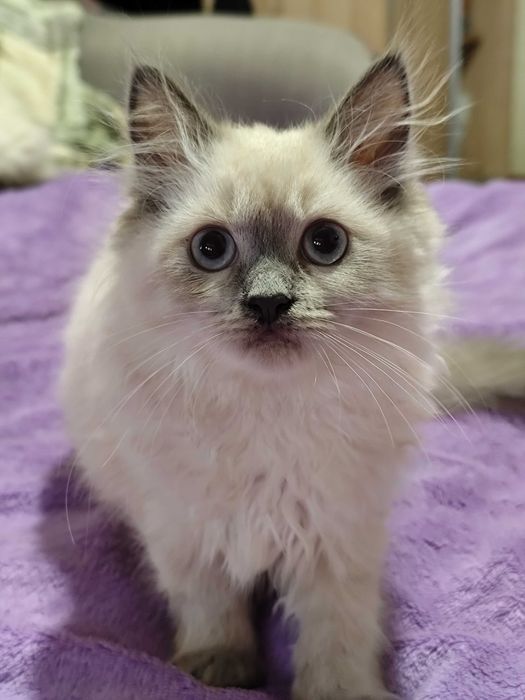 Невская голубоглазка