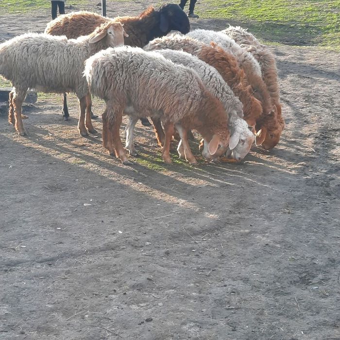 Продам барани курдючні