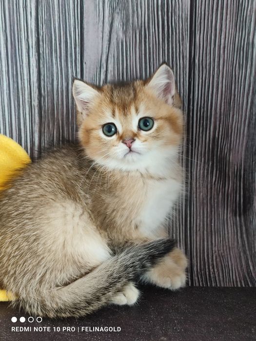Британський хлопчик золота шиншила