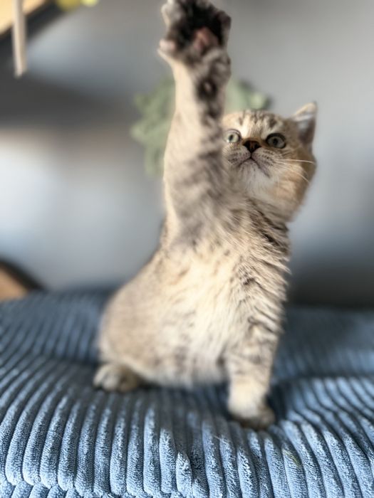 Kocurek Kot Brytysko Golden shaded