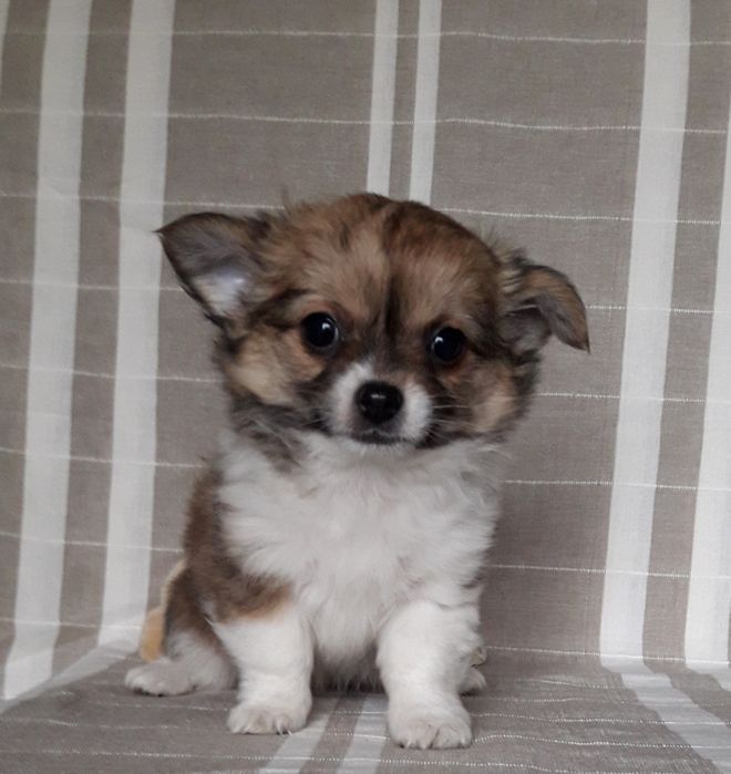 Chihuahua piesek długowłosy