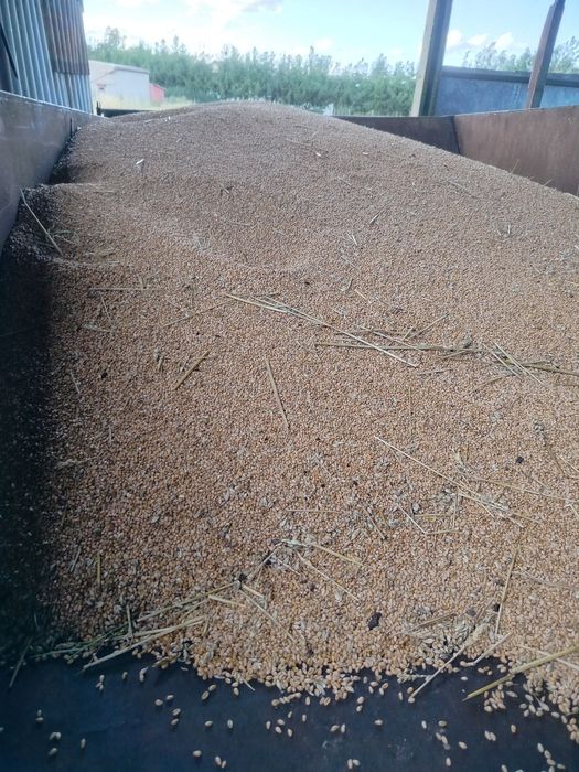Sprzedam pszenicę 700 kg