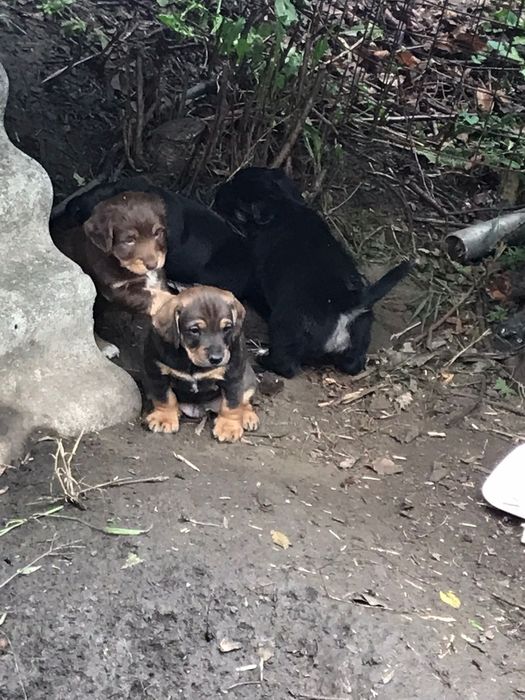 Прилаштовуються цуценята, є хлопчики та дівчатка