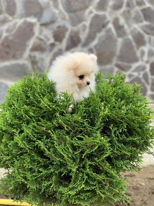 Вʼязка померанський шпіц