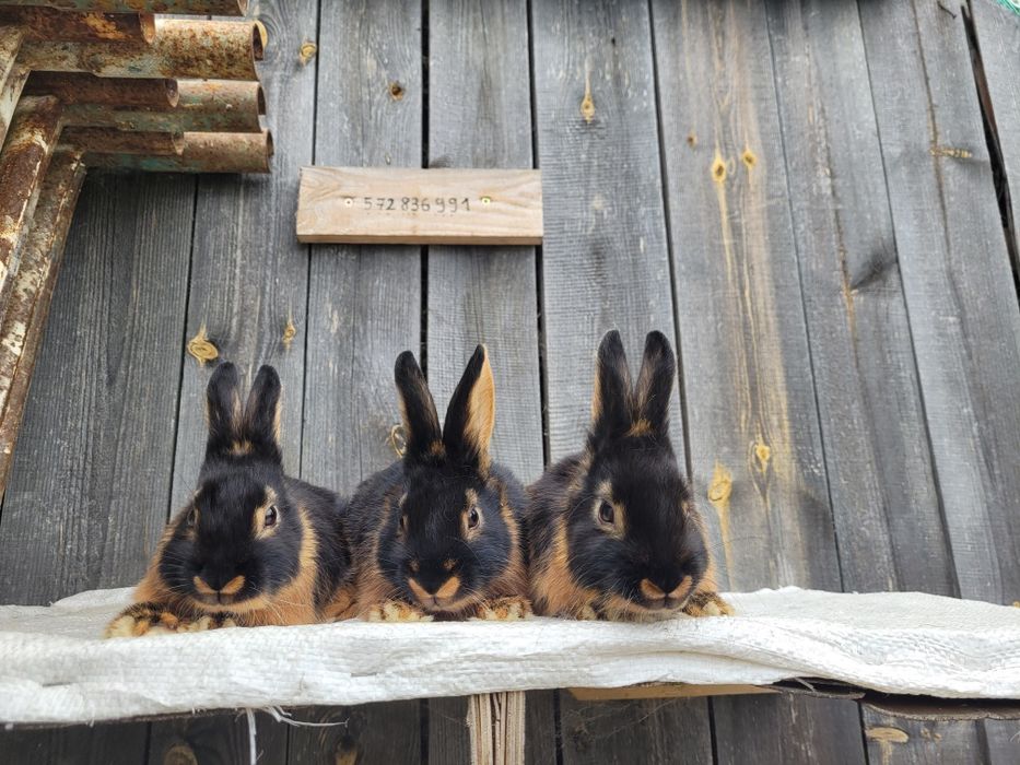 Sprzedam króliki podpalane czarne. ( różne mioty )