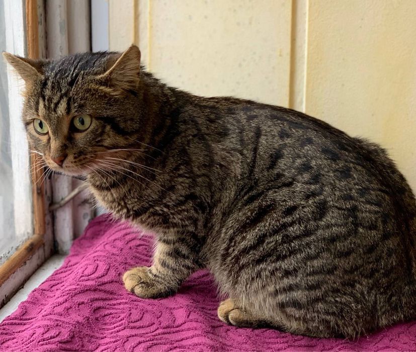 Котята в хорошие руки