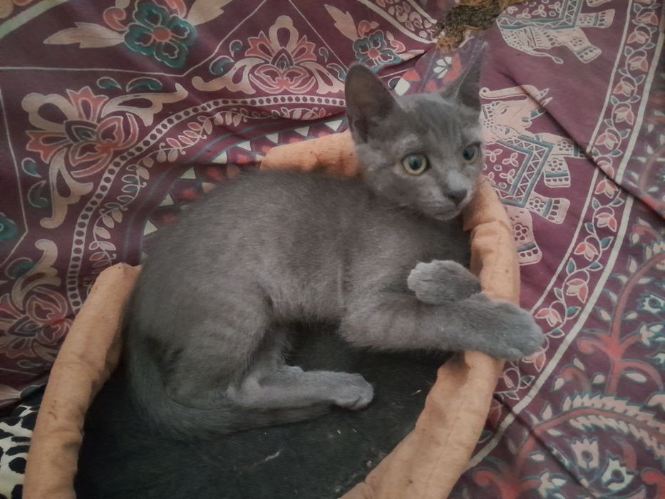 Gatinha Azul miniatura cinzenta