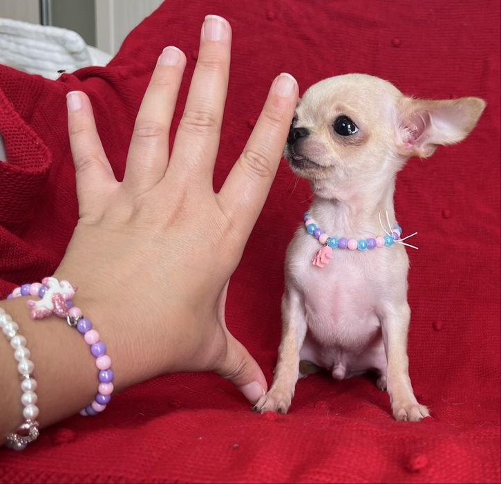 Chihuahua Macho disponivel