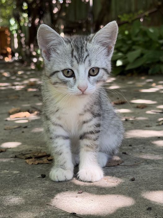 Кошеня, дівчинка