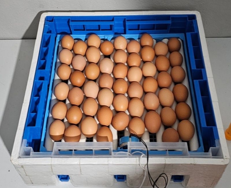 Продам інкубатора