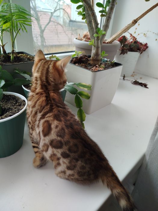 Кошенята бенгальські