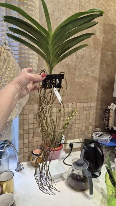 Орхидея ванда:синяя-1400;лимонная-1400грн;Спатифиллум-500грн