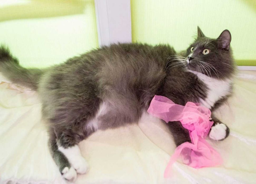 Срочно.бесплатно,шикарный котейка Тимоша,3 года!!