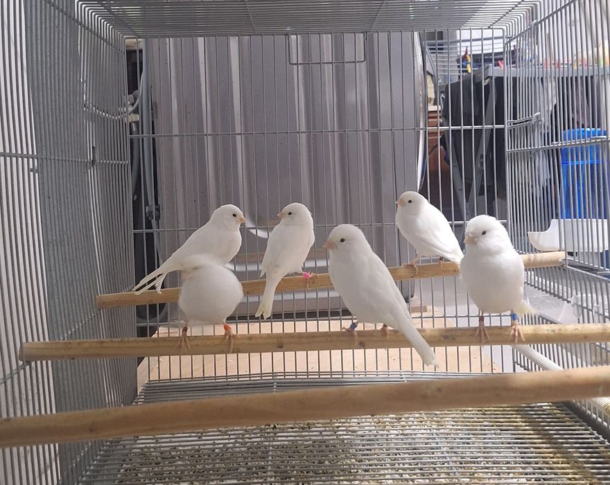 Canários brancos recessivos e amarelos