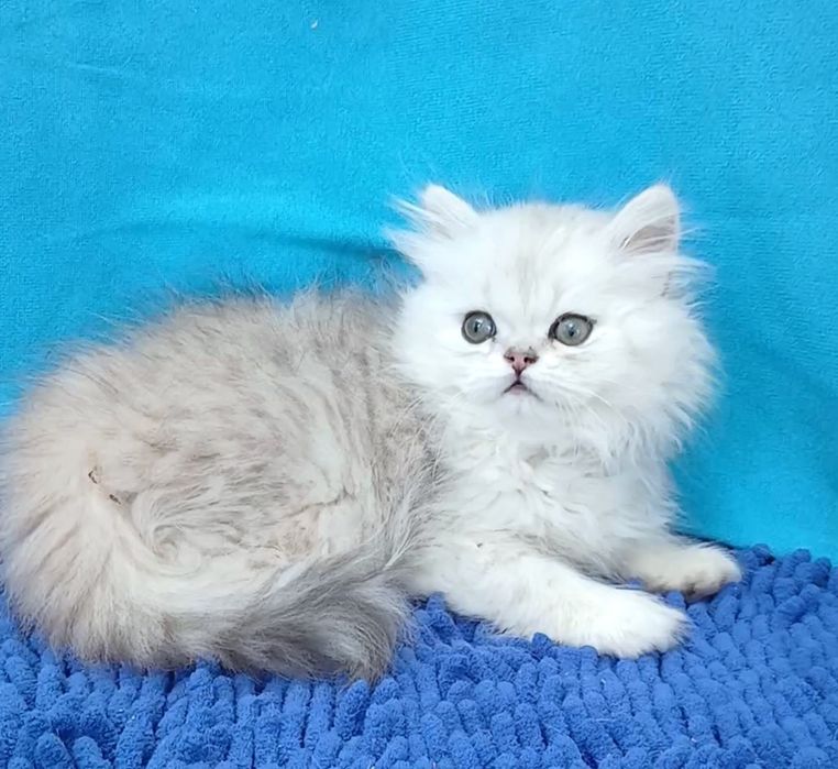 Мальчик Серебристаяшиншилла перс